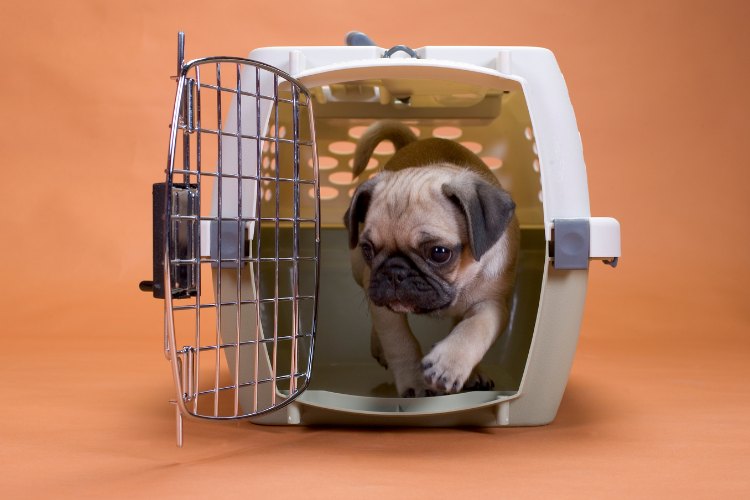 dog in travel carrier
