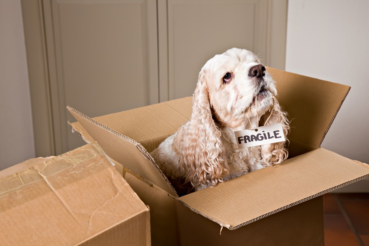 Long Island Cocker Spaniel dog in a box holding "Fragile" sign