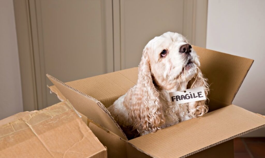 Kids’ Rooms & Pet Areas
